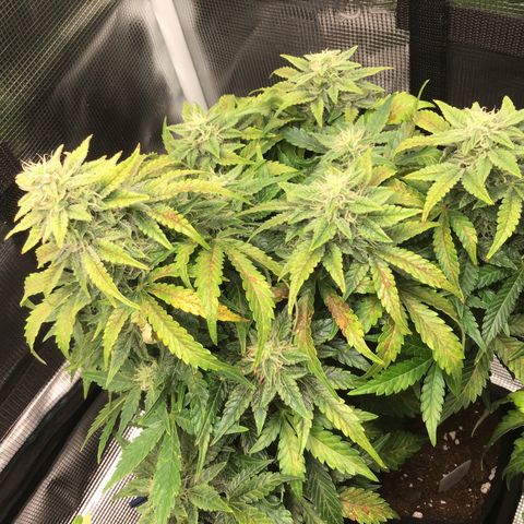 Godzilla Cookies Auto 2022 growlog timeline photo