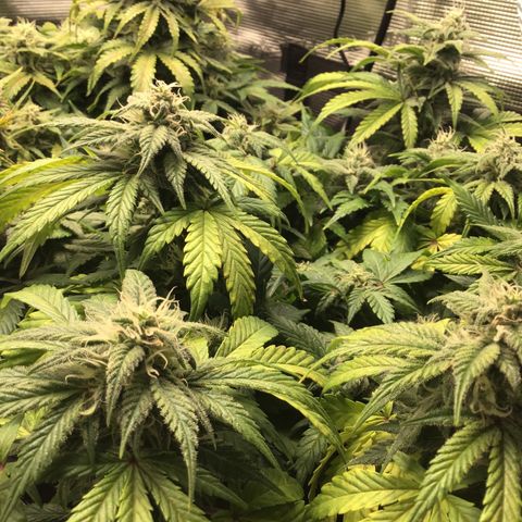 Purple Chill Auto 2022 growlog timeline photo