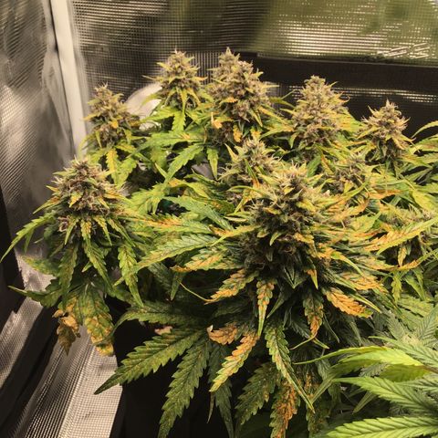 Ape Fruit Auto 2022 growlog timeline photo