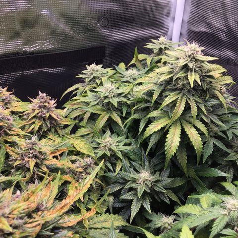 Godzilla Cookies Auto 2022 growlog timeline photo