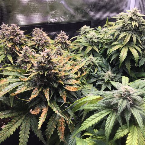Godzilla Cookies Auto 2022 growlog timeline photo