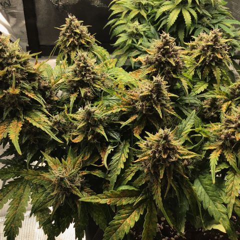 Ape Fruit Auto 2022 growlog timeline photo