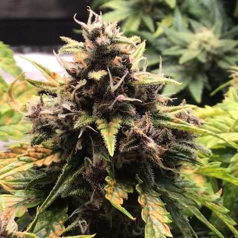 Ape Fruit Auto 2022 growlog timeline photo