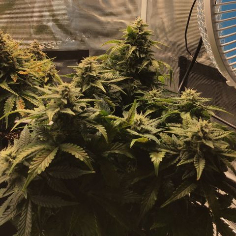 Godzilla Cookies Auto 2022 growlog timeline photo