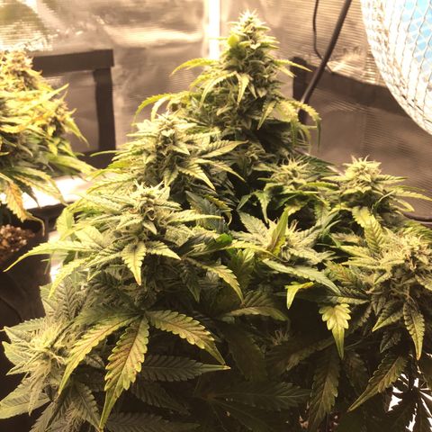 Godzilla Cookies Auto 2022 growlog timeline photo