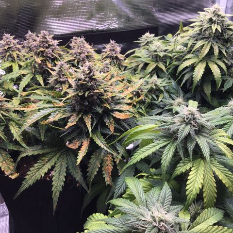 Godzilla Cookies Auto 2022 growlog timeline photo