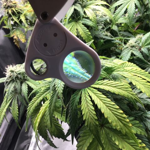 Purple Chill Auto 2022 growlog timeline photo
