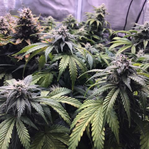 Purple Chill Auto 2022 growlog timeline photo