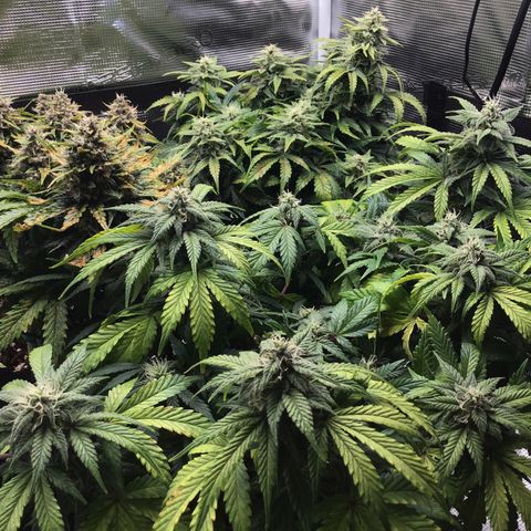 Purple Chill Auto 2022 growlog timeline photo