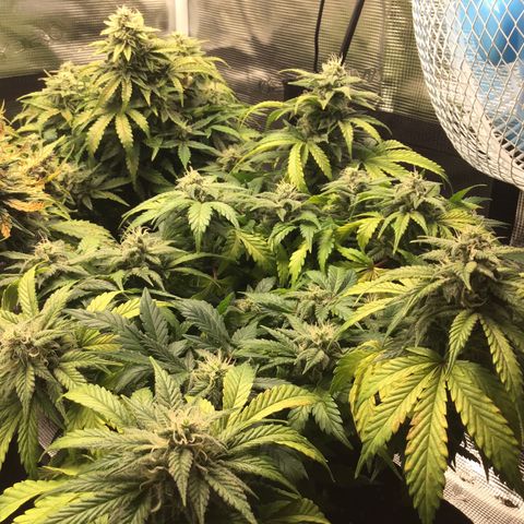Purple Chill Auto 2022 growlog photo: 32DLI at central canopy