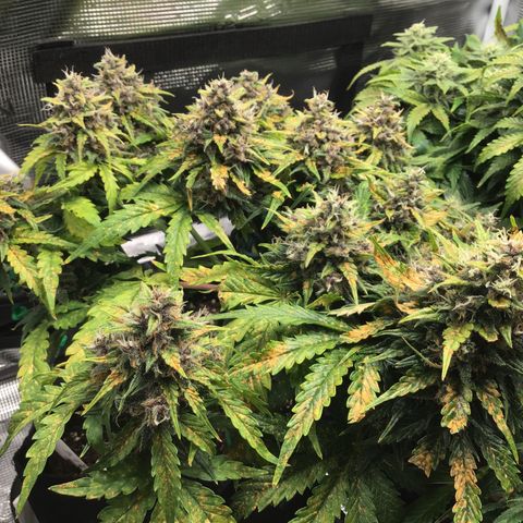 Ape Fruit Auto 2022 growlog photo: 50 DLI at centre