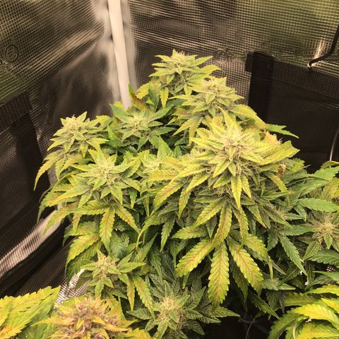 Godzilla Cookies Auto 2022 growlog photo: 41 DLI at centre