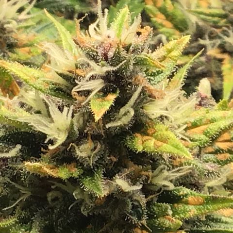 Ape Fruit Auto 2022 growlog timeline photo
