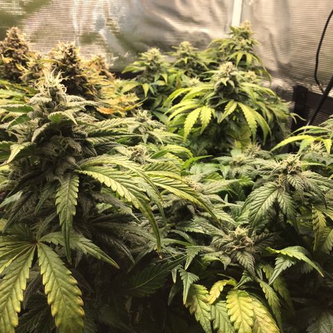 Purple Chill Auto 2022 growlog timeline photo