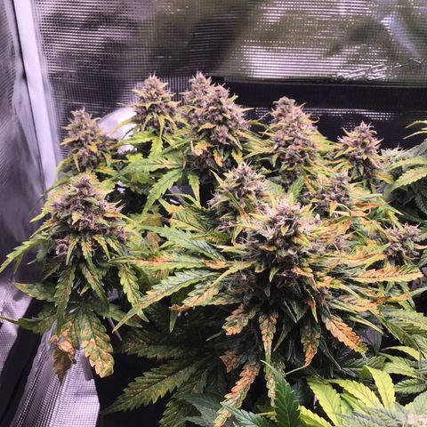 Ape Fruit Auto 2022 growlog timeline photo