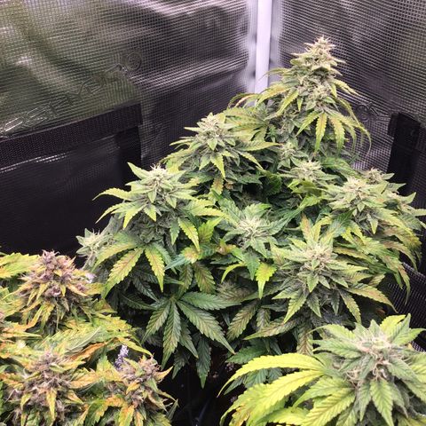 Godzilla Cookies Auto 2022 growlog timeline photo