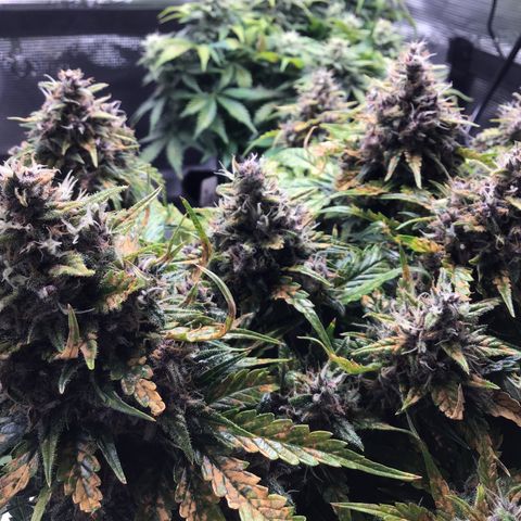 Ape Fruit Auto 2022 growlog timeline photo