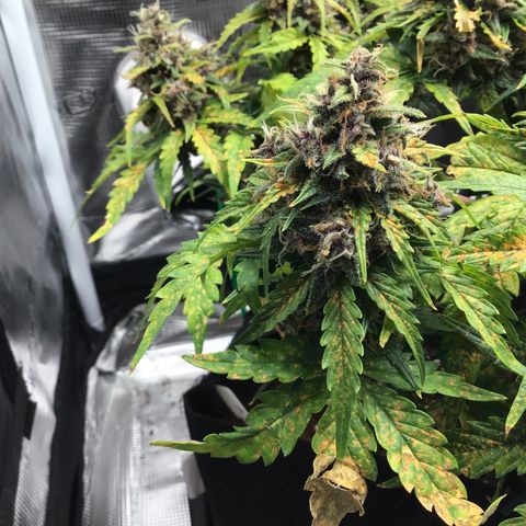 Ape Fruit Auto 2022 growlog timeline photo