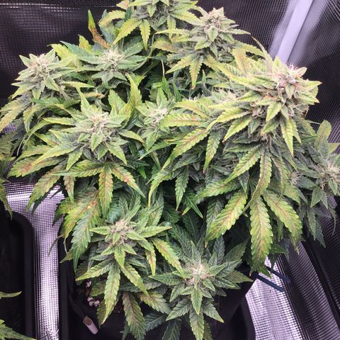 Godzilla Cookies Auto 2022 growlog timeline photo