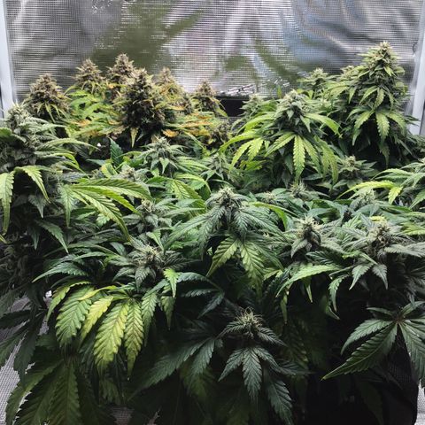 Purple Chill Auto 2022 growlog timeline photo