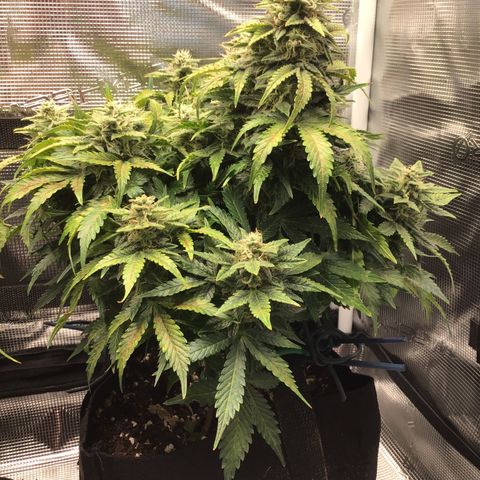 Godzilla Cookies Auto 2022 growlog timeline photo