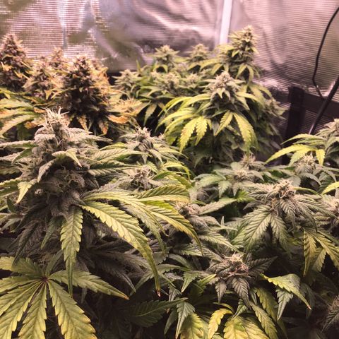 Purple Chill Auto 2022 growlog timeline photo