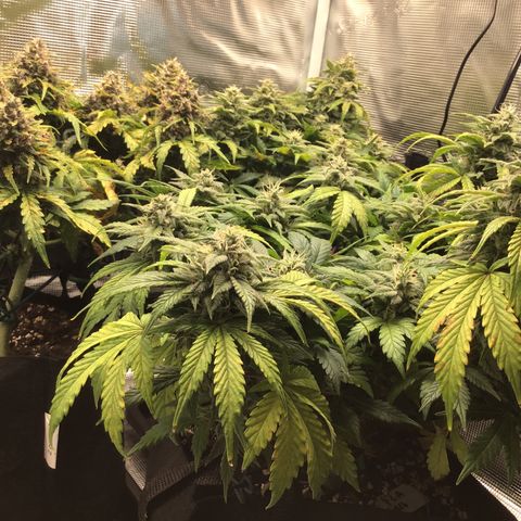 Purple Chill Auto 2022 growlog timeline photo