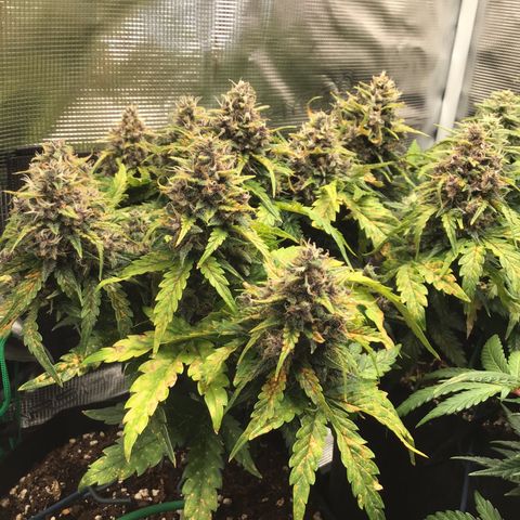 Ape Fruit Auto 2022 growlog timeline photo