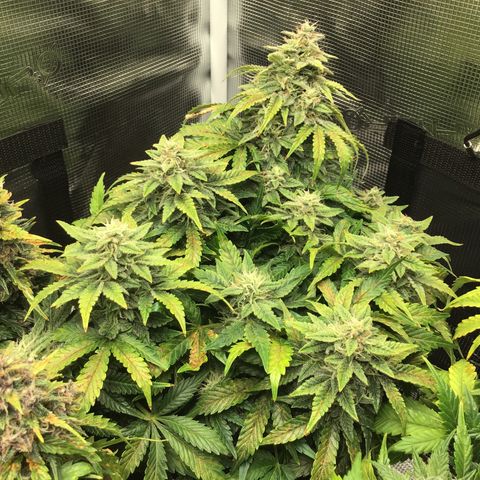 Godzilla Cookies Auto 2022 growlog timeline photo