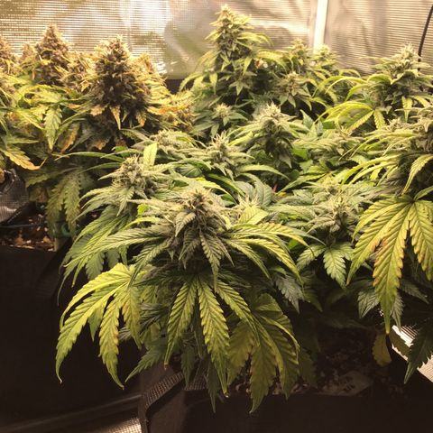 Purple Chill Auto 2022 growlog timeline photo