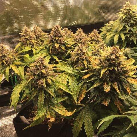 Ape Fruit Auto 2022 growlog timeline photo
