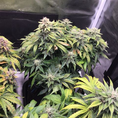 Godzilla Cookies Auto 2022 growlog timeline photo