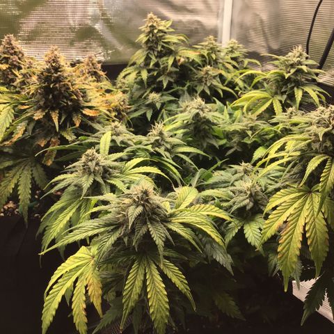 Purple Chill Auto 2022 growlog timeline photo