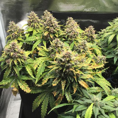 Ape Fruit Auto 2022 growlog timeline photo