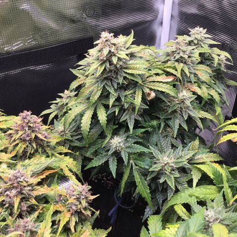 Godzilla Cookies Auto 2022 growlog timeline photo