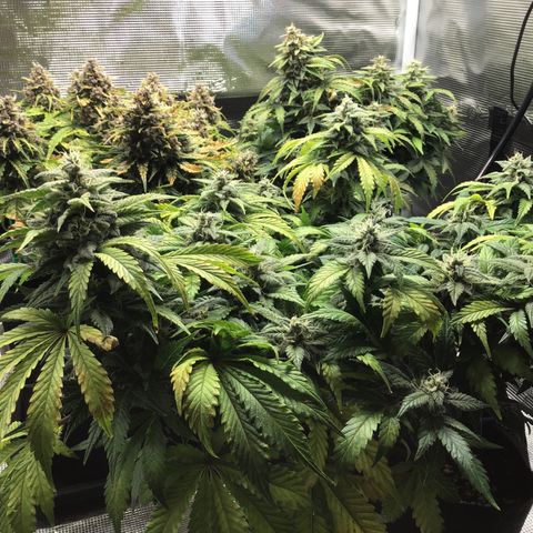 Purple Chill Auto 2022 growlog timeline photo