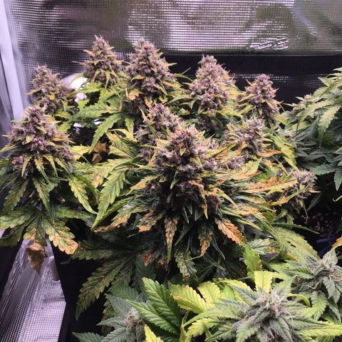 Ape Fruit Auto 2022 growlog timeline photo