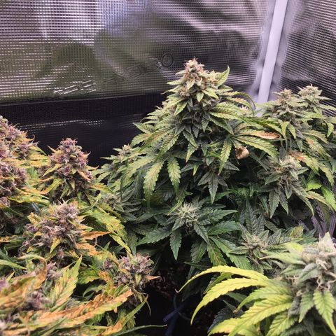 Godzilla Cookies Auto 2022 growlog timeline photo