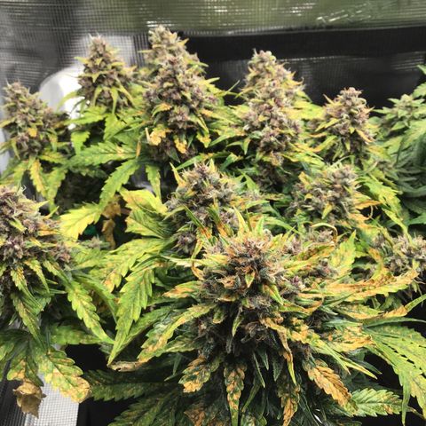 Ape Fruit Auto 2022 growlog timeline photo