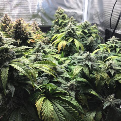 Purple Chill Auto 2022 growlog timeline photo
