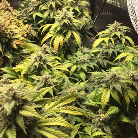 Purple Chill Auto 2022 growlog timeline photo