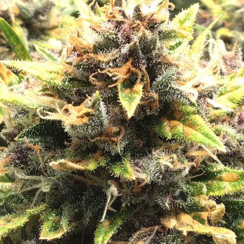 Ape Fruit Auto 2022 growlog timeline photo
