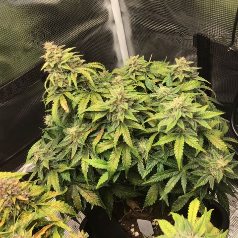 Godzilla Cookies Auto 2022 growlog timeline photo
