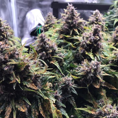 Ape Fruit Auto 2022 growlog timeline photo