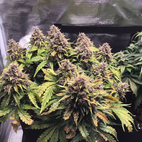 Ape Fruit Auto 2022 growlog timeline photo