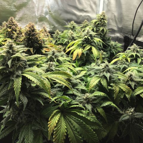 Purple Chill Auto 2022 growlog timeline photo