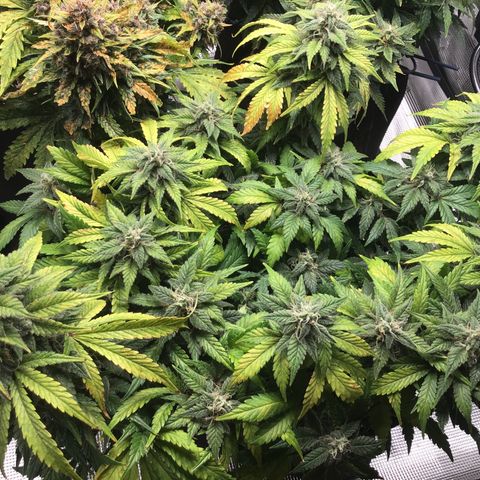 Purple Chill Auto 2022 growlog timeline photo