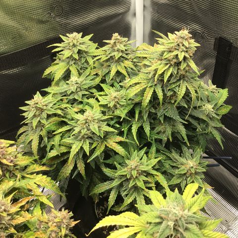 Godzilla Cookies Auto 2022 growlog timeline photo
