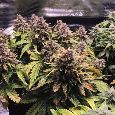 Ape Fruit Auto 2022 growlog timeline photo