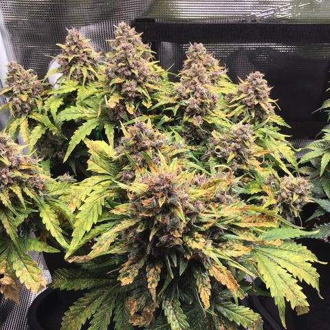 Ape Fruit Auto 2022 growlog timeline photo